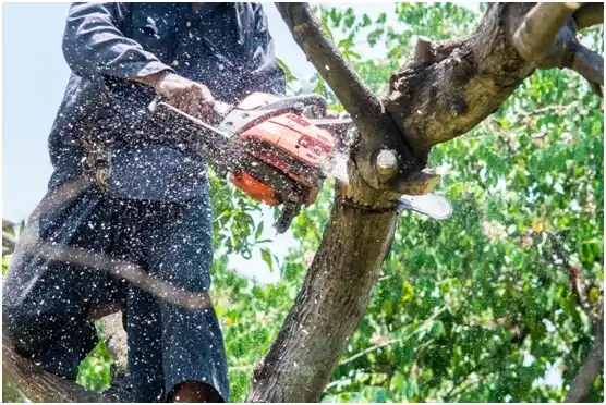 tree services Black River Falls